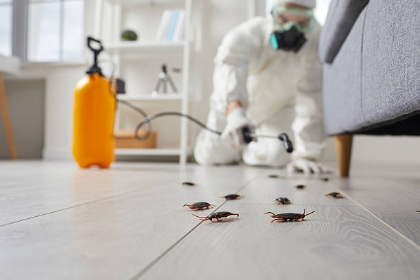 Commercial Rodent Management in Mendenhall